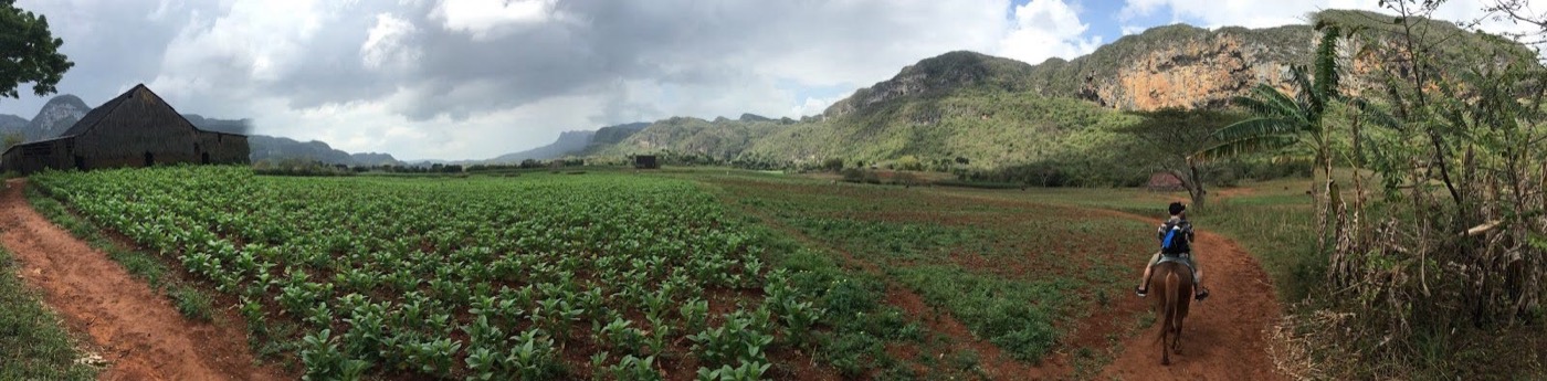 Viñales valley tobacco fields