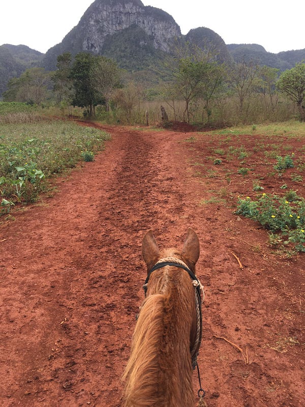 The green shrubs are tobacco plants!