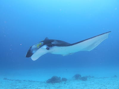 Some spectacular underwater shots taken by our talented fellow diver Ooka