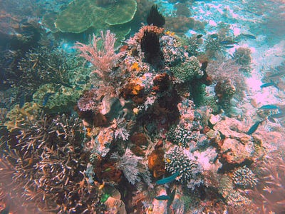 Other underwater shots with my little GoPro