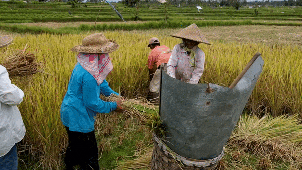 It's hard work to harvest rice, and even harder for sticky rice.